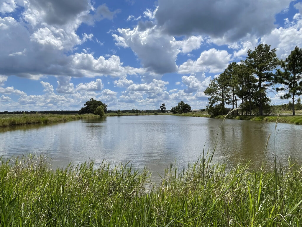 Duck pond surrounded by grass and trees under a cloudy sky.